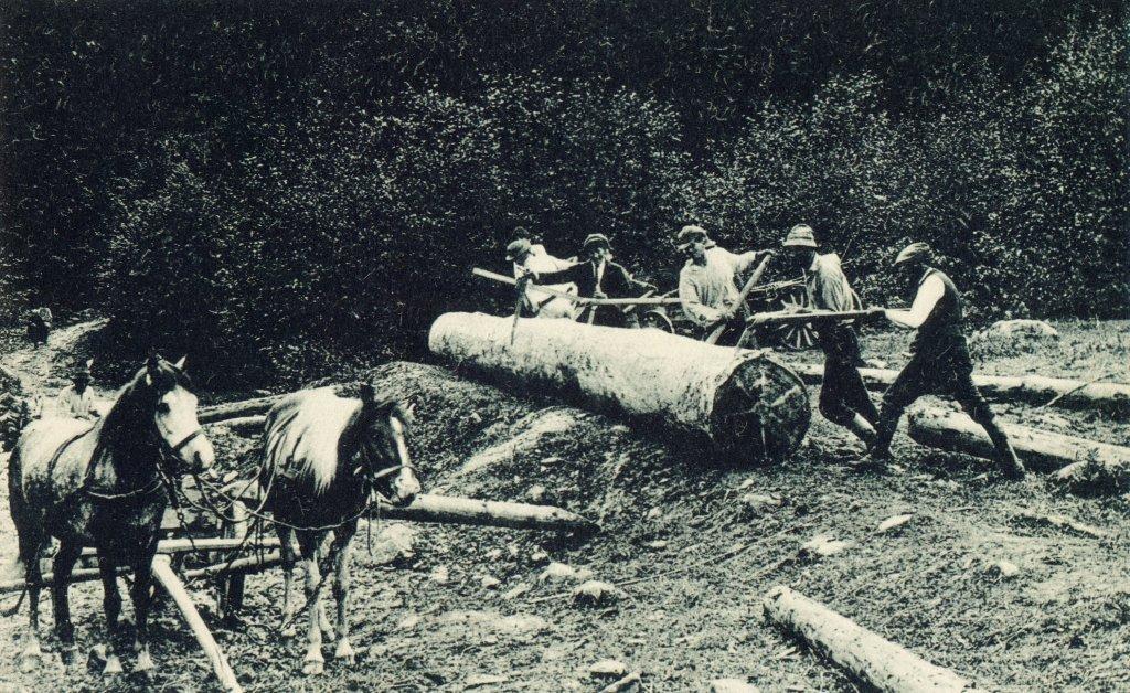 Eksploatacja lasu w Karpatach. Pocztówka z pocz. XX wieku. Arch. RDLP